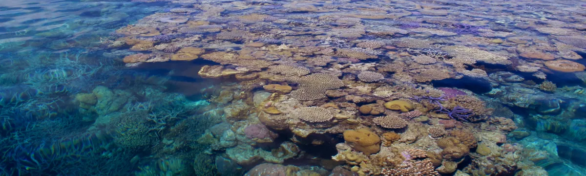 A coral reef from above the water.