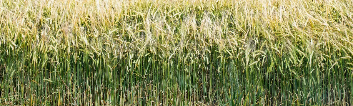 A field of wheat.
