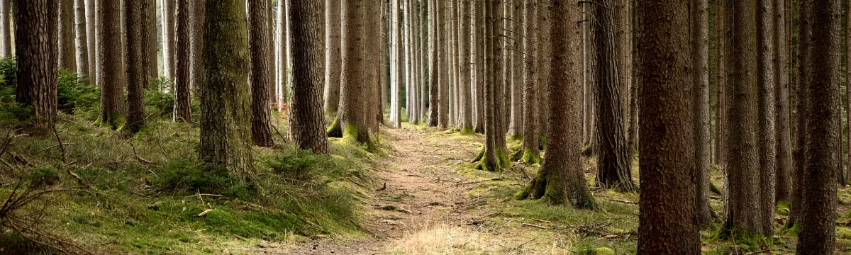 A path winds its way through a forest