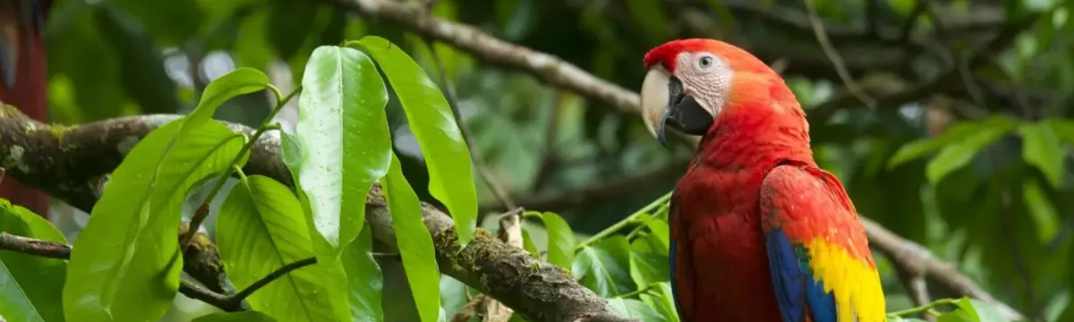 A red, yellow and blue macaw sits on a branch of a tree in a rainforest, surrounded by green leaves.