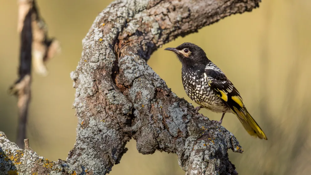 A regent honeyeater stands on a branch and faces the camera.