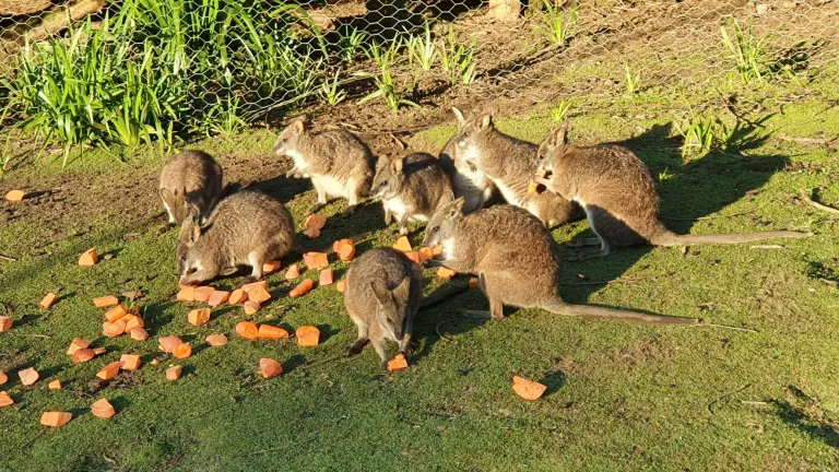 Group of wallabies eating