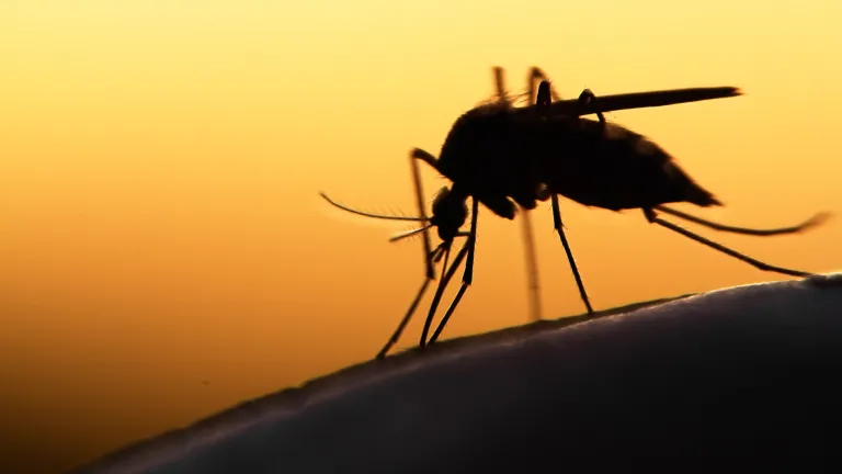 A close up of a silhuotted mosquito sitting on someone's skin. The light is golden in the background.
