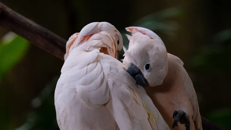 Two salmon-crested cockatoos preen each other's feathers against a dark background.