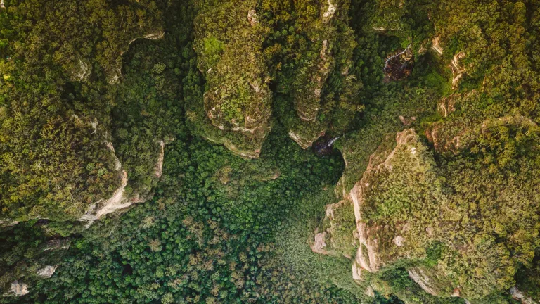 Master of Forests (Advanced option available)