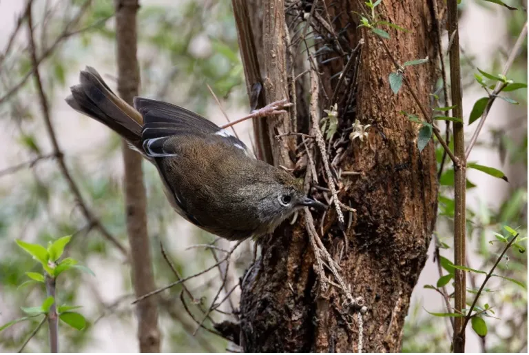 A King Island scrubtit foraging in swamp paperbark forest. © Tim Paasila