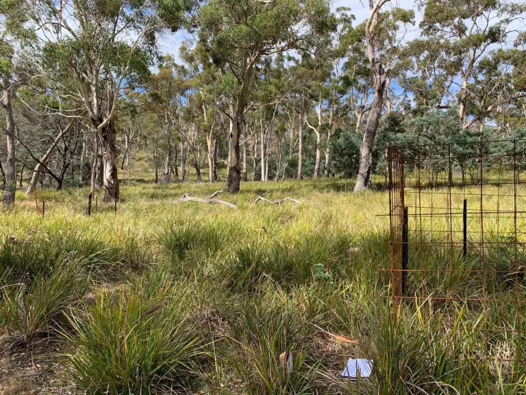 woodland with exclosure