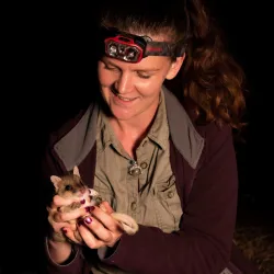 Brittany holds a baby eastern quoll in her hands at night and wears a head torch.