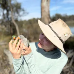 Annie Kriesl holds two baby parrots/