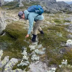 A man in a pale green shirt bends over to inspect an alpine flower, surrounded by a rocky outcrop and low-lying grassy vegetation.