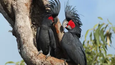 Two Palm Cockatoos in a tree