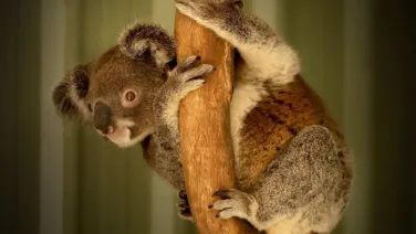 A rescued koala at the Ipswich Koala Protection Society (ABC News: Chris Gillette)