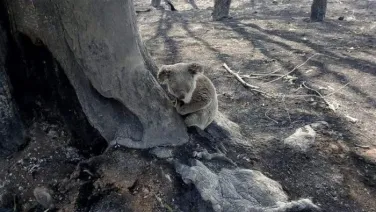 A Koala in a burnt landscape