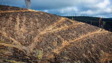 A logging coupe on the slope of Mount Matlock had slopes that measured at 34 degrees.