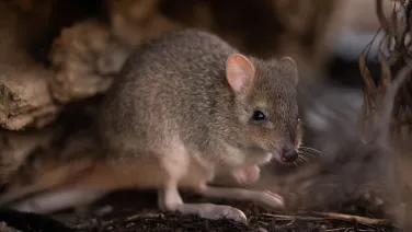 An eastern bettong.