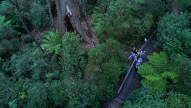 A group of researchers look up from the forest floor in Victoria.