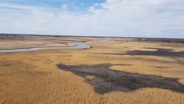 The Great Cumbung Swamp