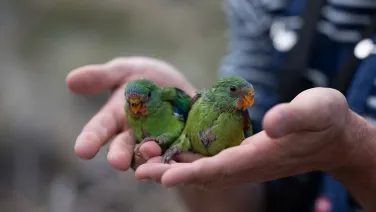 Two swift parrot chicks sit in the hands of an ecologist.