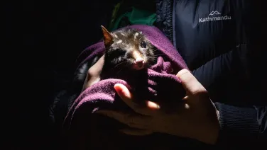 A dark morph Eastern Quoll sits wrapped in a blanket in the hands of an ecologist at night with a spotlight shining on it.