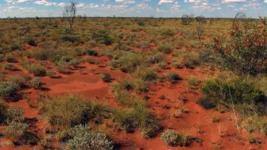 A patchwork of spinnifex grass in a red desert environment.