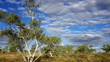 A tree in a savanna environment on Cape York Peninsula.