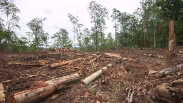 Logs and debris lie on the ground that was once native forest, with native forest in the background.