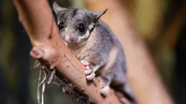 Leadbeater's possum