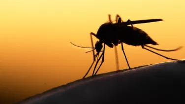 A close up of a silhuotted mosquito sitting on someone's skin. The light is golden in the background.