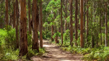 A forest with a trail down the middle.