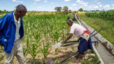 Two farmers setup irrigation hoses in a crop of plants in Africa.