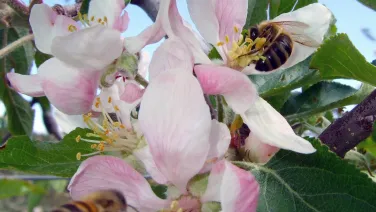 Bees on Apple Blossum