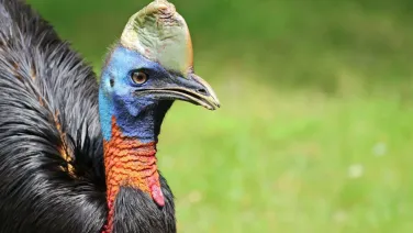 A side profile portrait of a Northern Cassowary.