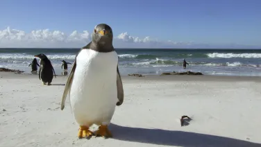 Penguin