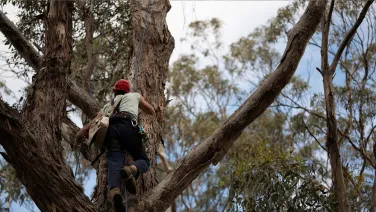 A Fenner researcher climbs a tree in Tasmania.