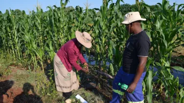 Sihle Dube works with Agritex Officer, Mcoli Matshazi. Behind them is a head-high field of green crops, and some pale blue sky peeks out behind.