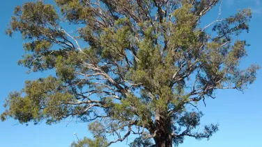 Old tree in urban greenspace