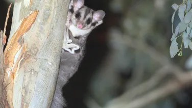 Squirrel Glider (Petaurus norfolcensis Petauridae)