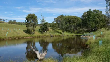 A daylight image of a dam surrounded by reeds and grass with new trees planted around the perimeter.