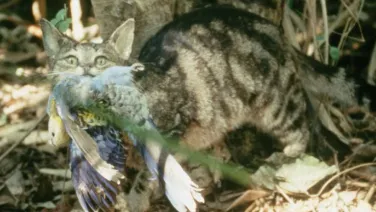 A feral cat with a native bird in it's mouth