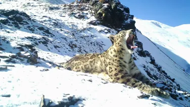 Snow leopard yawns as it lies in the mountains