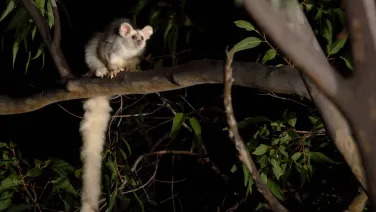 A greater glider perched in a tree at night.