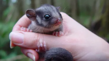 Leadbeater’s possum