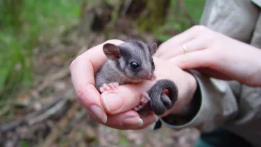 Leadbeater's Possum. Image: Dave Harley, ANU.