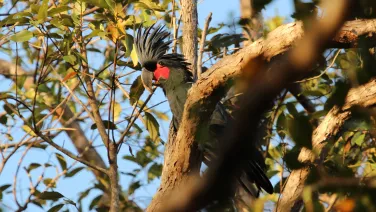 Palm cockatoo