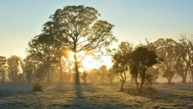 A box-gum tree with shrubs and small trees in a woodland environment with the sun rising behind them and grass covered in frost.