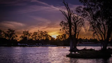 The Murray River at sunset with trees silhouetted on the horizon and sky and water glowing purple.