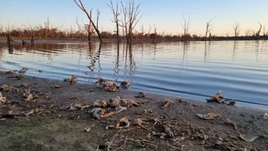 Fish skeletons washed up on a dry river bed with dead trees in the background.