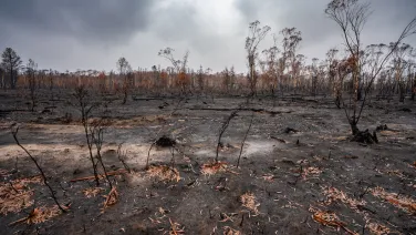 A fire-ravaged bushland with black charred earth and black leafless branches and sticks.