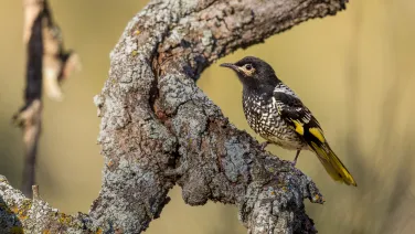 A regent honeyeater stands on a branch and faces the camera.