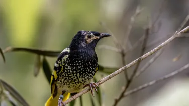 A regent honeyeater on a branch in the bush.
